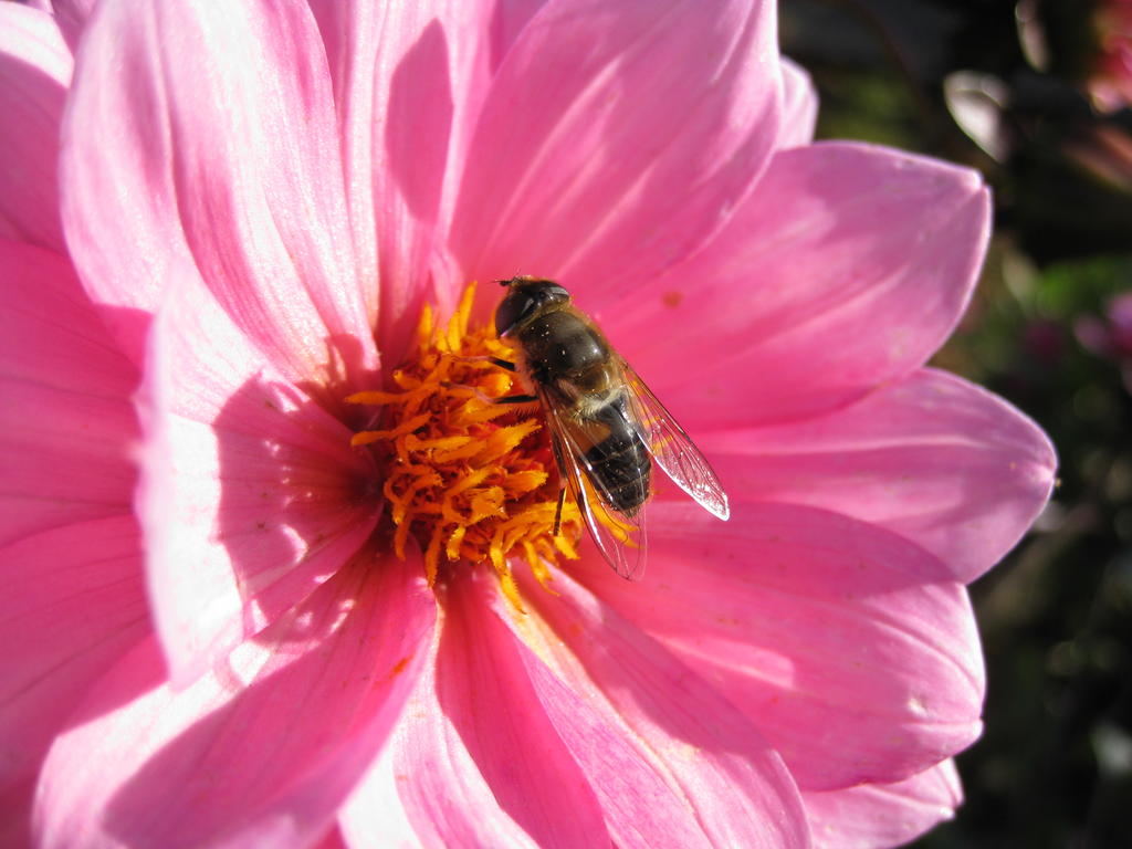 Hover Fly on Dahlia