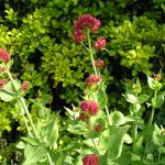 May garden flowers 025