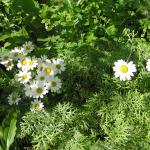 May garden flowers 029
