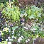 Flowers_april 016