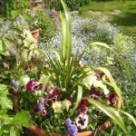 Flowers_april 021