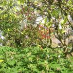 Flowers_april 032