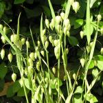 May garden flowers 055