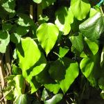 May garden flowers 060