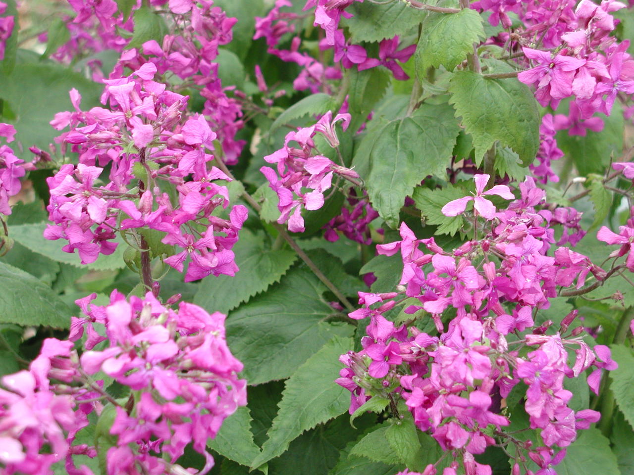 P1010031.JPG