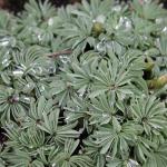 Oxalis