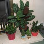DSCF2078