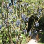 Clyne Gardens 006