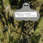 Clyne Gardens 007