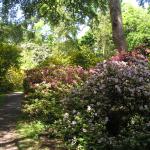 Clyne Gardens 008