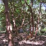 Clyne Gardens 013