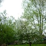 Apple trees and poplar