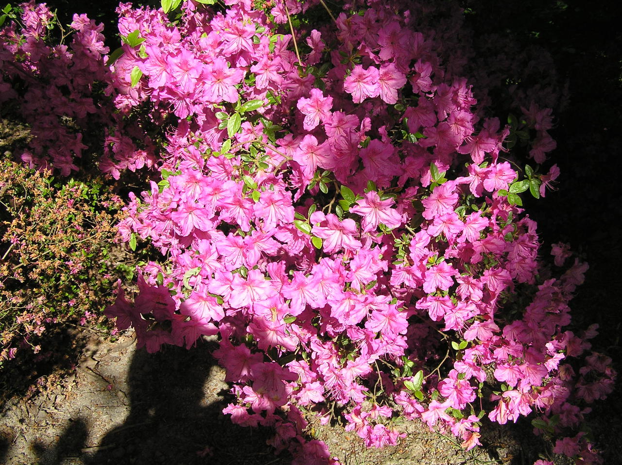 Clyne Gardens 025