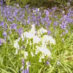 Froxfield (6)