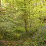 Froxfield (14)