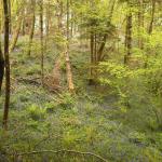 Froxfield (15)