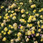 Kidney Vetch Anthyllis vulneraria