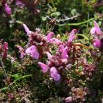 Lousewort Pedicularis sylvatica