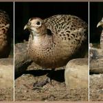 20090430_d3a_20090403_1928_038+_1936_040+20090404_1927_084 fb2 3 different female pheasants montage(r+mb id@1024)