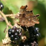 20060926_d10_20060917_1310_162%20comma%20butterfly%20drinking%20from%20blackberry%20fruit(r+mb%20id@576)