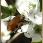 20090425_db1_20090404_1341_101 common bee-fly (bombylius major) hovering in front of blackthorn flower (web crop)(r+mb id@576)