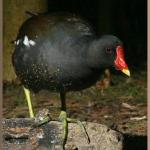 20090423_d3a_20090402_0800_074 fb2 moorhen stepping on log (web crop)(r+mb id@576)