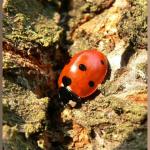 20090415_p34_20090321_1616_631 seven-spot ladybird on ne corner cherry tree bark (web crop)(r+mb id@576)