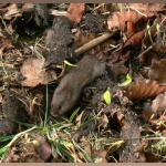 20090412_p34_20090321_1245_602 field vole under corrugated iron sheet at stone wall (web crop)(r+mb id@576)