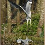 20090411_dc1_20090320_1459_582+586 heron takeoff from round pond 04+08 of 11 (accurate montage)(r+mb id@768)