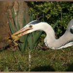 20090414_dc1_20090320_1445_485 heron catching & eating frog at round pond 51 of 66 (web crop)(r+mb id@576)