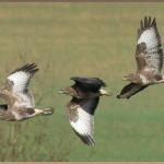 20090326_db1_20090308_0954_130+_0955_131+132 buzzard in flight against fields to north (accurate montage @ about 8 fps)(r+mb id@