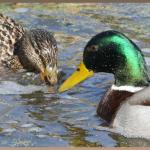 20090323_dc1_20090306_1057_028 mallard female filter feeding making bubbles while male stirs water with feet without feeding(r+m