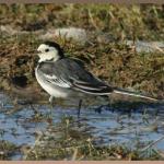 20090308_db1_20090213_1327_163 pied wagtail feeding in snow melt puddles (web crop)(r+mb id@576)