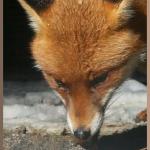 20090304_d3a_20090208_1731_048 fb2 fox in snow (head crop)(r+mb id@576)