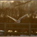 20090303_db1_20090210_1608_247 barn owl in flight lit by setting sun from rear (web crop)(r+mb id@576)