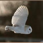 20090303_db1_20090210_1608_255 barn owl in flight (web crop)(r+mb id@576)