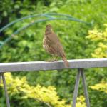 Weeds & Wildflowers 002