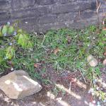 Weeds & Wildflowers 009