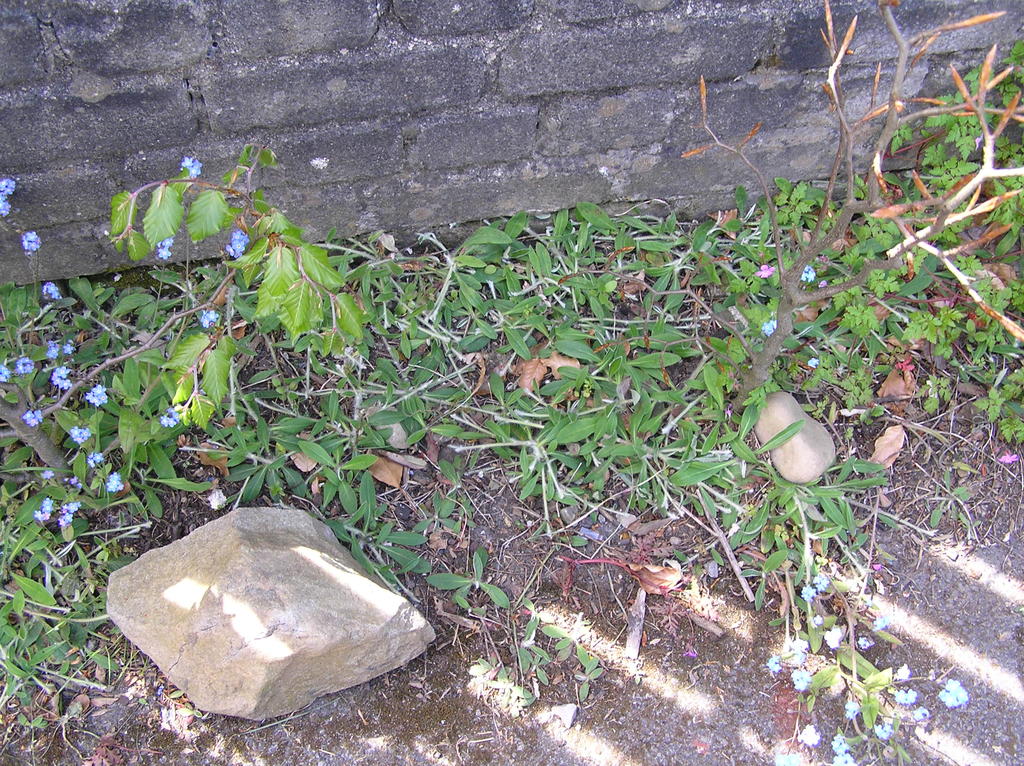 Weeds & Wildflowers 009