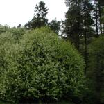 P1010024.JPG