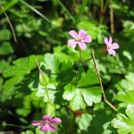 Shining Cranesbill Geranium lucidum