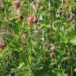 Water Avens Geum rivale
