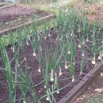 Japanese onions 2