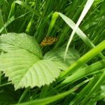 Speckled yellow moth