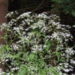 Cow Parsley Anthriscus sylvestris