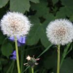 Dandelion Taraxacum officinale