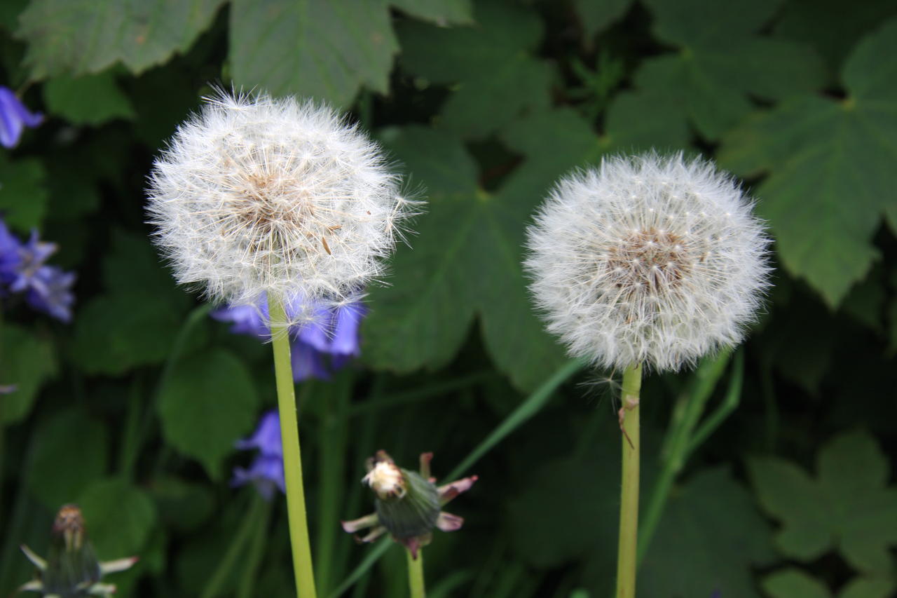 Dandelion Taraxacum officinale