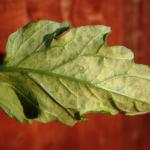 Tomato leaf rear