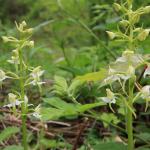 Butterfly Orchid Platanthera chlorantha