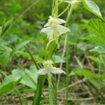 Butterfly Orchid Platanthera chlorantha